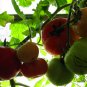 Potted Tomato, Lycopersicon Esculentum Seed 2000 PCS, Penzai Xihongshi