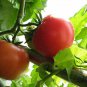 Potted Tomato, Lycopersicon Esculentum Seed 2000 PCS, Penzai Xihongshi