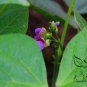 Phaseolus Vulgaris, Four Seasons Bean Seed 500 PCS, Ai Gan Siji Dou