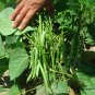 Phaseolus Vulgaris, Four Seasons Bean Seed 500 PCS, Ai Gan Siji Dou