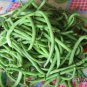 Phaseolus Vulgaris, Four Seasons Bean Seed 500 PCS, Ai Gan Siji Dou
