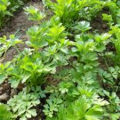 Petroselinum Crispum, Garden Parsley Seed 2000 PCS, Hamburg Parsley Xiao Xiangqin