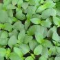 Nepeta Cataria, Catnip Catswort Seed 5000 PCS, Catmint Jing Jie
