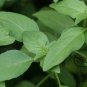Nepeta Cataria, Catnip Catswort Seed 5000 PCS, Catmint Jing Jie