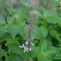 Nepeta Cataria, Catnip Catswort Seed 5000 PCS, Catmint Jing Jie