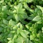 Nepeta Cataria, Catnip Catswort Seed 5000 PCS, Catmint Jing Jie