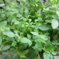 Nepeta Cataria, Catnip Catswort Seed 5000 PCS, Catmint Jing Jie