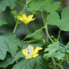 Momordica Charantia, White Bitter Melon Seed 200 PCS, Bitter Squash Bai Kugua