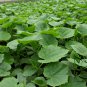 Momordica Charantia, White Bitter Melon Seed 200 PCS, Bitter Squash Bai Kugua
