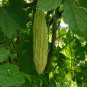 Momordica Charantia, White Bitter Melon Seed 200 PCS, Bitter Squash Bai Kugua