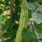 Momordica Charantia, White Bitter Melon Seed 200 PCS, Bitter Squash Bai Kugua