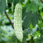 Momordica Charantia, White Bitter Melon Seed 200 PCS, Bitter Squash Bai Kugua