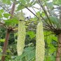 Momordica Charantia, White Bitter Melon Seed 200 PCS, Bitter Squash Bai Kugua
