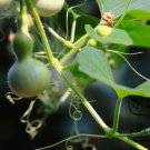 Mini Bottle Gourd, Lagenaria Siceraria Seed 200 PCS, Calabash Gourd Xiao Hulu