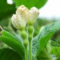 Mini Bottle Gourd, Lagenaria Siceraria Seed 200 PCS, Calabash Gourd Xiao Hulu