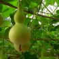 Mini Bottle Gourd, Lagenaria Siceraria Seed 200 PCS, Calabash Gourd Xiao Hulu