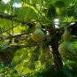 Mini Bottle Gourd, Lagenaria Siceraria Seed 200 PCS, Calabash Gourd Xiao Hulu