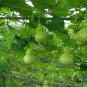 Mini Bottle Gourd, Lagenaria Siceraria Seed 200 PCS, Calabash Gourd Xiao Hulu