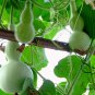 Mini Bottle Gourd, Lagenaria Siceraria Seed 200 PCS, Calabash Gourd Xiao Hulu