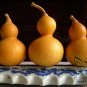 Mini Bottle Gourd, Lagenaria Siceraria Seed 200 PCS, Calabash Gourd Xiao Hulu