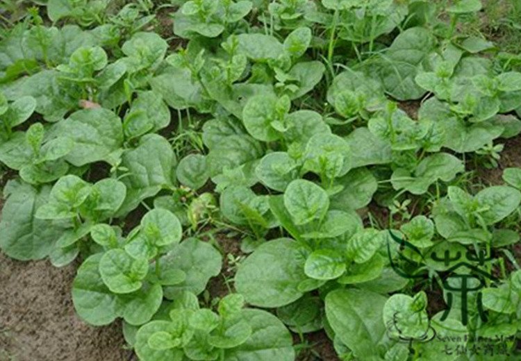 Malabar Spinach, Basella Alba Seed 2000 PCS, Ceylon Spinach Mu Er Cai