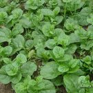 Malabar Spinach, Basella Alba Seed 2000 PCS, Ceylon Spinach Mu Er Cai