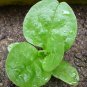 Malabar Spinach, Basella Alba Seed 2000 PCS, Ceylon Spinach Mu Er Cai