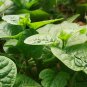 Malabar Spinach, Basella Alba Seed 2000 PCS, Ceylon Spinach Mu Er Cai