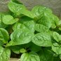 Malabar Spinach, Basella Alba Seed 2000 PCS, Ceylon Spinach Mu Er Cai