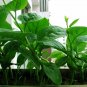 Malabar Spinach, Basella Alba Seed 2000 PCS, Ceylon Spinach Mu Er Cai