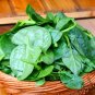 Malabar Spinach, Basella Alba Seed 2000 PCS, Ceylon Spinach Mu Er Cai