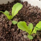 Loose Leaf Lettuce, Latuca Sativa Seed 5000 PCS, Seasons Lettuce Boli Shengcai