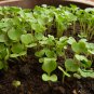 Loose Leaf Lettuce, Latuca Sativa Seed 5000 PCS, Seasons Lettuce Boli Shengcai