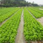 Loose Leaf Lettuce, Latuca Sativa Seed 5000 PCS, Seasons Lettuce Boli Shengcai