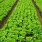 Loose Leaf Lettuce, Latuca Sativa Seed 5000 PCS, Seasons Lettuce Boli Shengcai