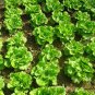 Loose Leaf Lettuce, Latuca Sativa Seed 5000 PCS, Seasons Lettuce Boli Shengcai