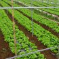 Loose Leaf Lettuce, Latuca Sativa Seed 5000 PCS, Seasons Lettuce Boli Shengcai