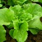 Loose Leaf Lettuce, Latuca Sativa Seed 5000 PCS, Seasons Lettuce Boli Shengcai