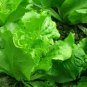 Loose Leaf Lettuce, Latuca Sativa Seed 5000 PCS, Seasons Lettuce Boli Shengcai