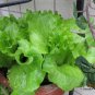 Loose Leaf Lettuce, Latuca Sativa Seed 5000 PCS, Seasons Lettuce Boli Shengcai