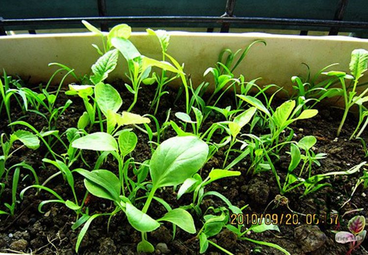 Large Leaf Spinacia, Spinacia Oleracea Seed 3000 PCS, Daye Bocai