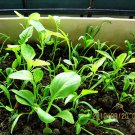Large Leaf Spinacia, Spinacia Oleracea Seed 3000 PCS, Daye Bocai