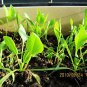 Large Leaf Spinacia, Spinacia Oleracea Seed 3000 PCS, Daye Bocai