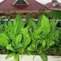 Large Leaf Spinacia, Spinacia Oleracea Seed 3000 PCS, Daye Bocai