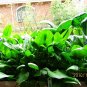 Large Leaf Spinacia, Spinacia Oleracea Seed 3000 PCS, Daye Bocai