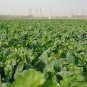 Large Leaf Spinacia, Spinacia Oleracea Seed 3000 PCS, Daye Bocai