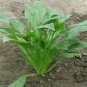 Large Leaf Spinacia, Spinacia Oleracea Seed 3000 PCS, Daye Bocai