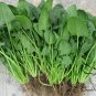 Large Leaf Spinacia, Spinacia Oleracea Seed 3000 PCS, Daye Bocai