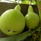 Lagenaria Siceraria, White-flowered Gourd Seed 200 PCS, Bottle Gourd Hulu Piao
