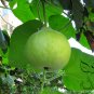 Lagenaria Siceraria, White-flowered Gourd Seed 200 PCS, Bottle Gourd Hulu Piao